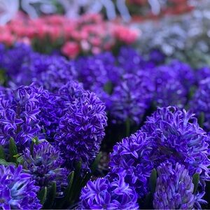 Meet your Posher, Victoria